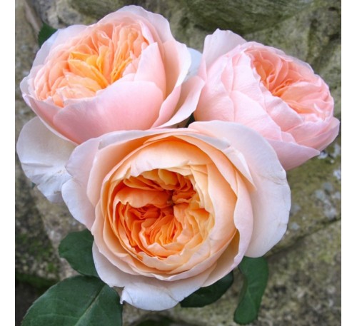 Роза Джульетта (Juliet)